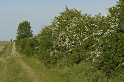Waypoint 2a The hedgerows